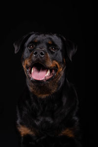 Close-up portrait of black dog