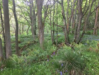 Trees in forest