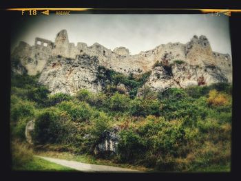 Close-up of ivy on grass against trees
