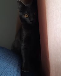 Close-up portrait of a cat at home