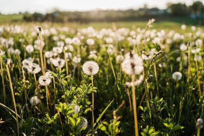 Close-up of white flowering plants on field