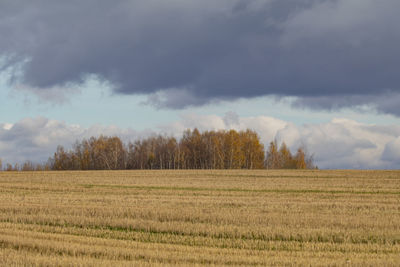 Scenic view of agricultural field against sky