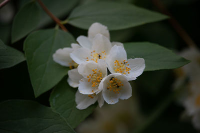 Close-up of white flowering plant