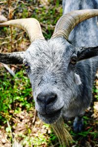 Close-up portrait of goat on field