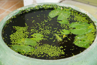 High angle view of potted plant in bowl