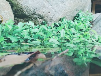 Close-up of potted plant