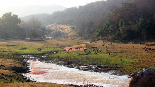 Scenic view of landscape