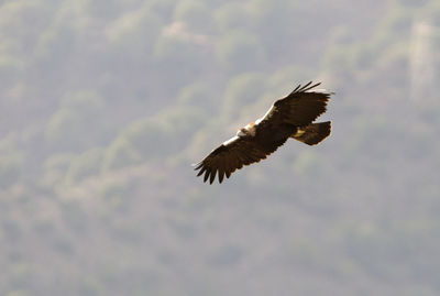 Low angle view of eagle flying in sky