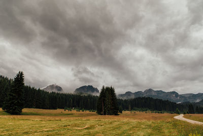 Scenic view of pine trees against sky