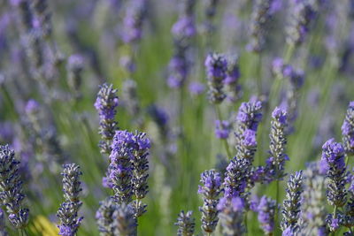 Close-up of purple flowering plants on field