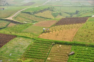 High angle view of agricultural field