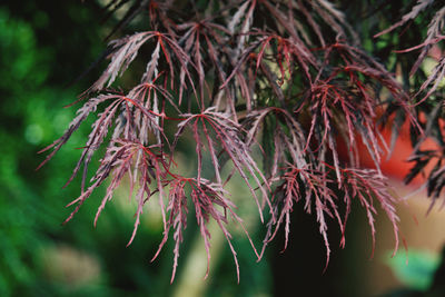 Close-up of red leaves on tree