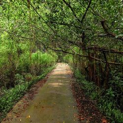 Footpath in forest