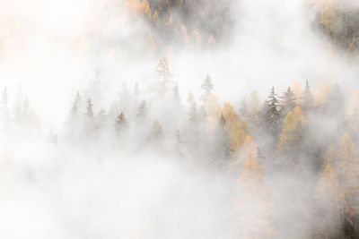 Aerial view of trees in forest