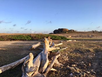 Driftwood on field against sky