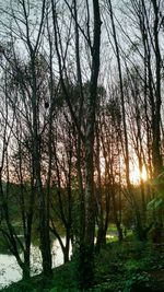 Sun shining through bare tree