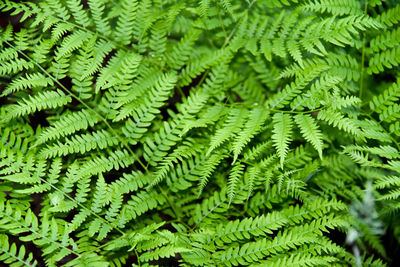 Perennial herbaceous fern - common bracken