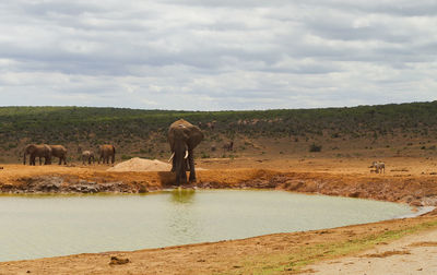 View of elephant drinking water from land