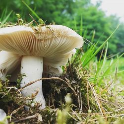 Close-up of mushroom in forest