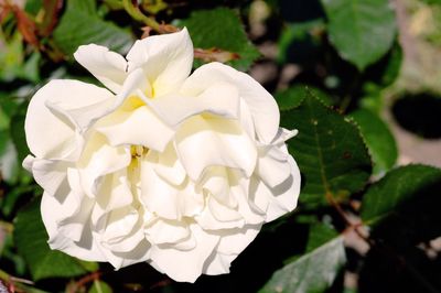 Close-up of white flowers blooming outdoors