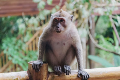 Portrait of monkey sitting on fence