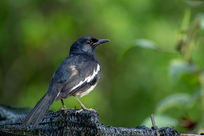 Close-up of bird perching on wood