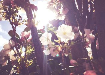 Close up of white flowers blooming in park