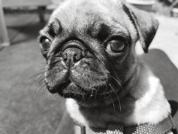 Close-up portrait of a dog