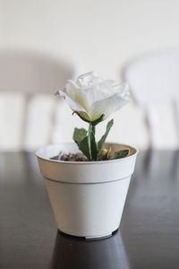 Close-up of white rose in potted plate on table