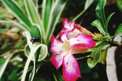 Close-up of insect on pink flower