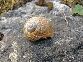 Close-up of snail on rock