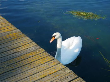 High angle view of swan swimming in lake