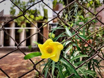 Close-up of yellow flower