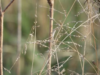 Close-up of spider web on twig
