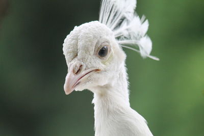 Close-up of a bird looking away