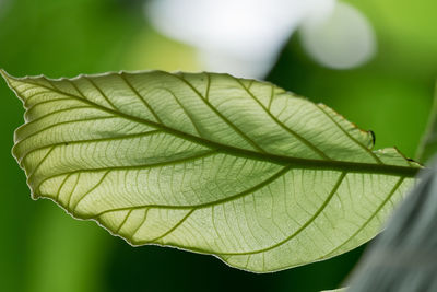 Close-up of green leaves