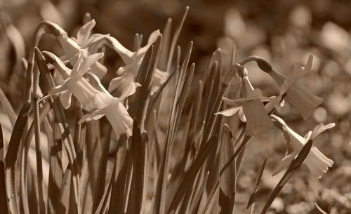 Close-up of plants