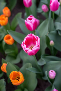 Close-up of pink flowering plant