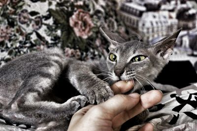 Close-up of hand holding cat