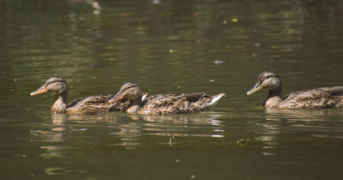 Ducks in a lake