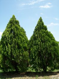 Trees against sky