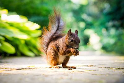 Adorable squirrel with bokeh