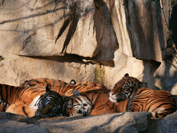 Cat relaxing on rock in zoo