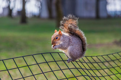 Close-up of squirrel