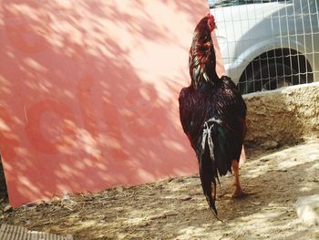 Horse standing against wall