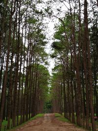 Dirt road amidst trees in forest