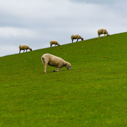 Triangle grazing shep 