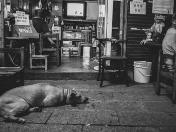 Dog sleeping in street