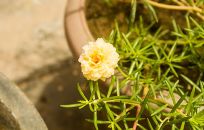 Close-up of flower blooming outdoors