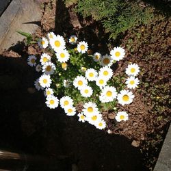 Close-up of white daisy flowers